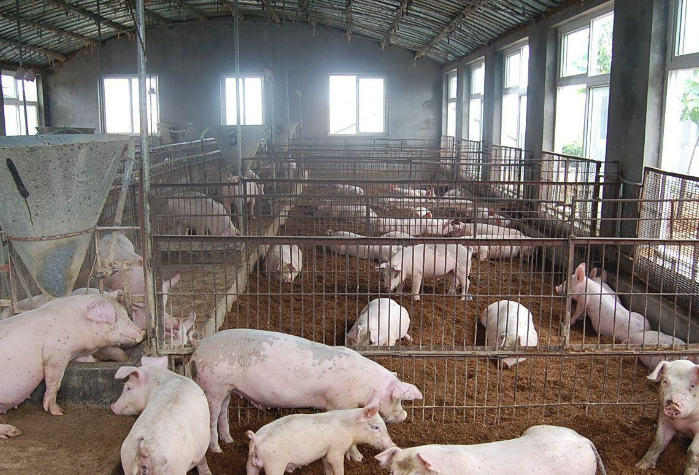 豬舍養殖場